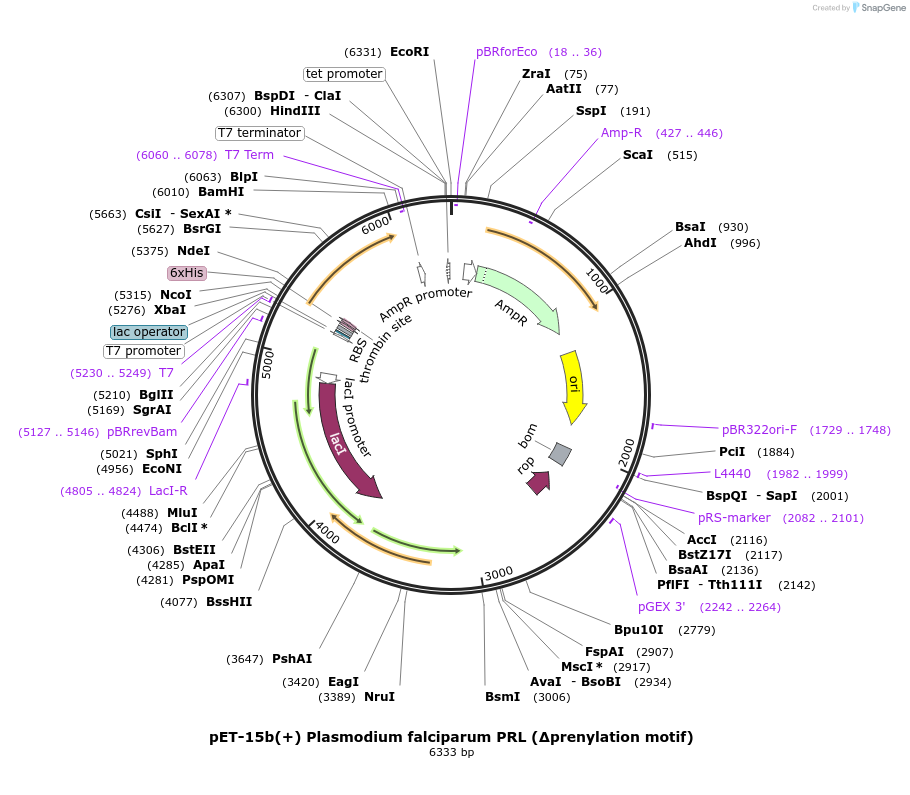 166422-plasmid-map-sequence-id-329461