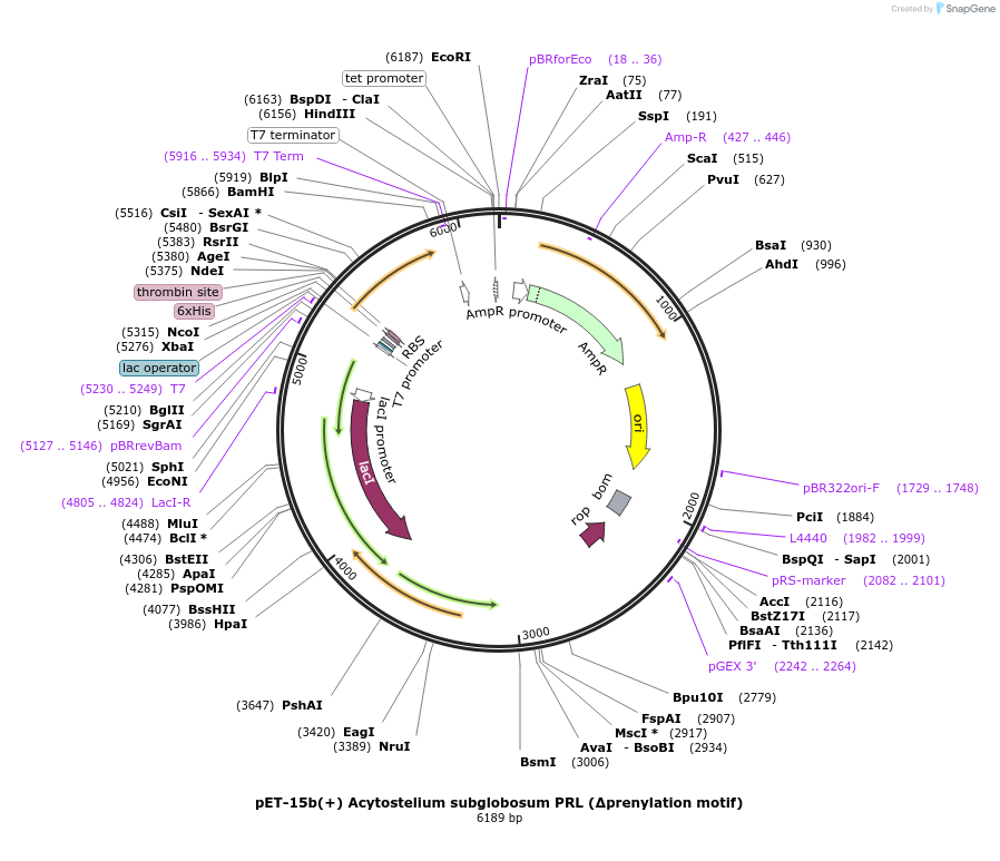 166415-plasmid-map-sequence-id-329462
