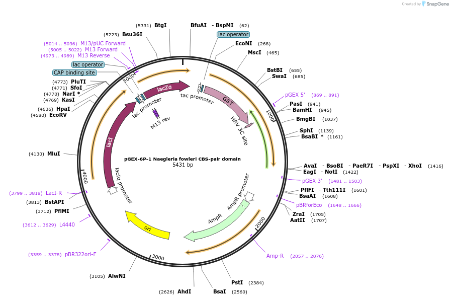 166437-plasmid-map-sequence-id-329468