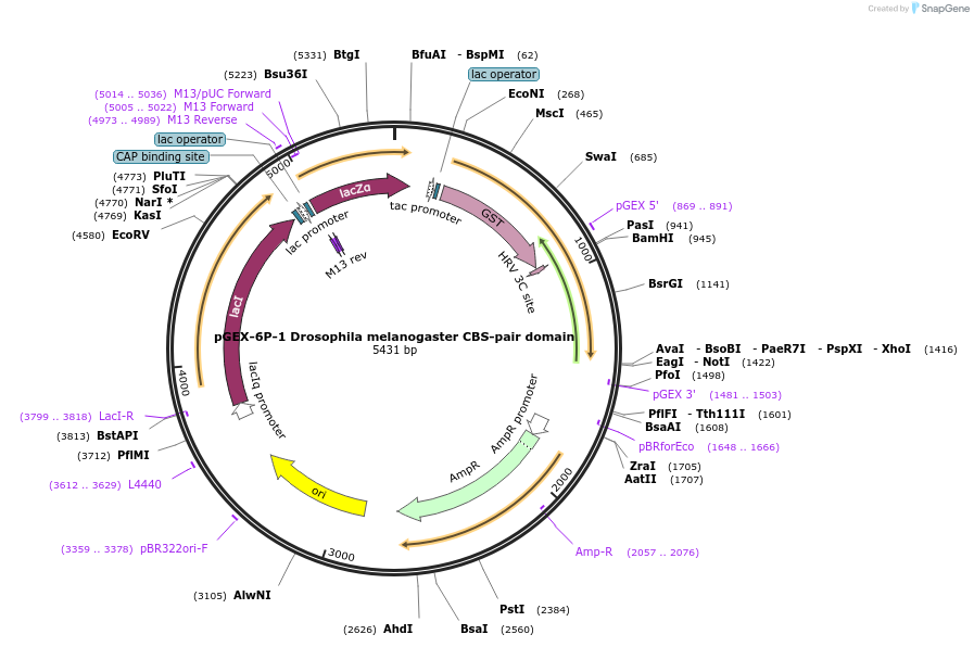 166436-plasmid-map-sequence-id-329470