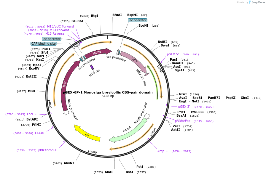 166435-plasmid-map-sequence-id-329473
