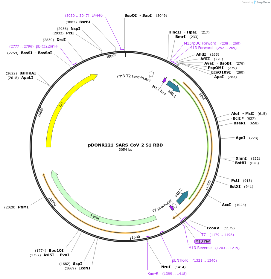 167013-plasmid-map-sequence-id-329477