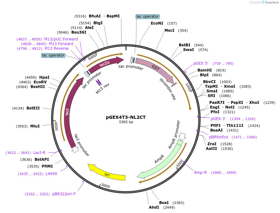 163623-plasmid-map-sequence-id-329487