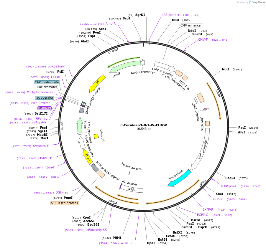 166751-plasmid-map-sequence-id-329511