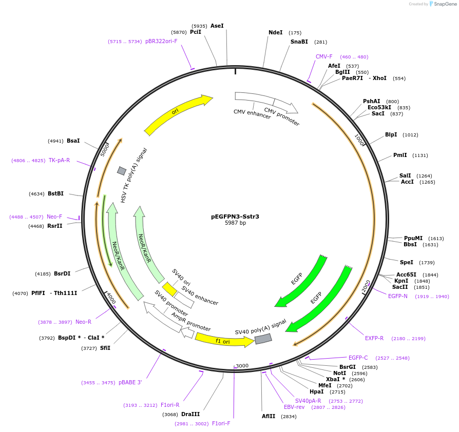 35623-plasmid-map-sequence-id-329517