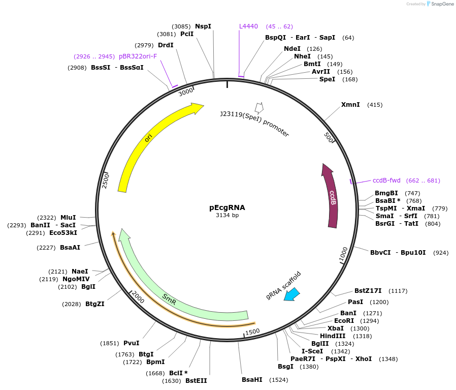 166581-plasmid-map-sequence-id-329519
