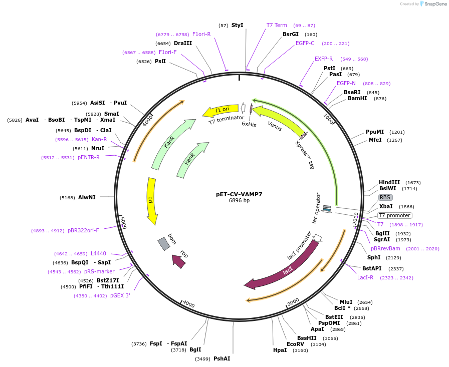 168027-plasmid-map-sequence-id-329545