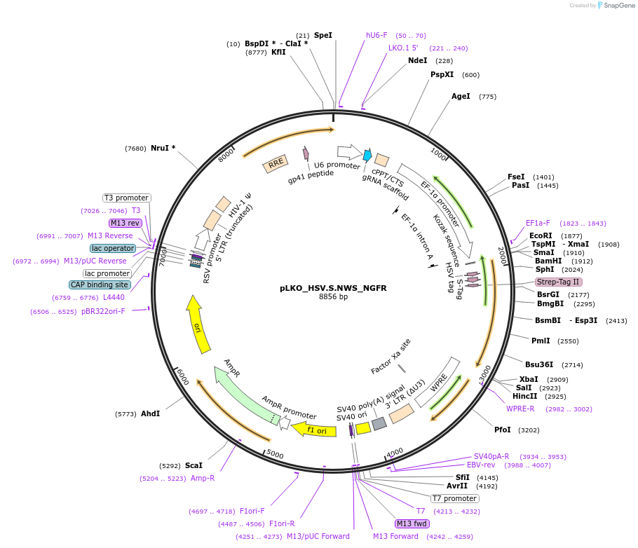 158278-plasmid-map-sequence-id-329547
