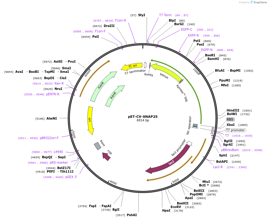 168031-plasmid-map-sequence-id-329551
