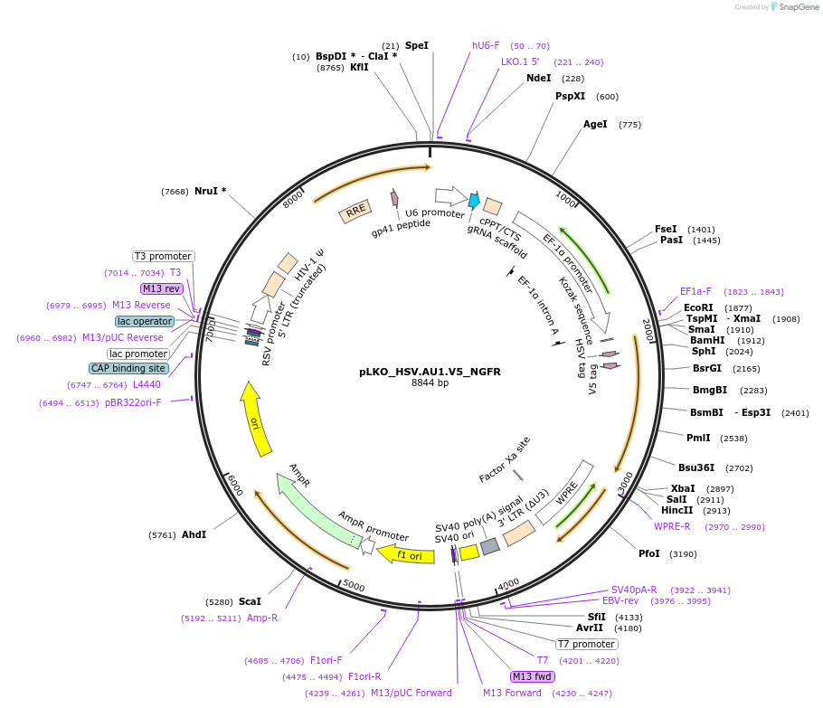 158291-plasmid-map-sequence-id-329552