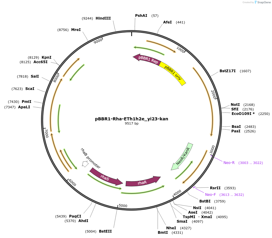 166670-plasmid-map-sequence-id-329556