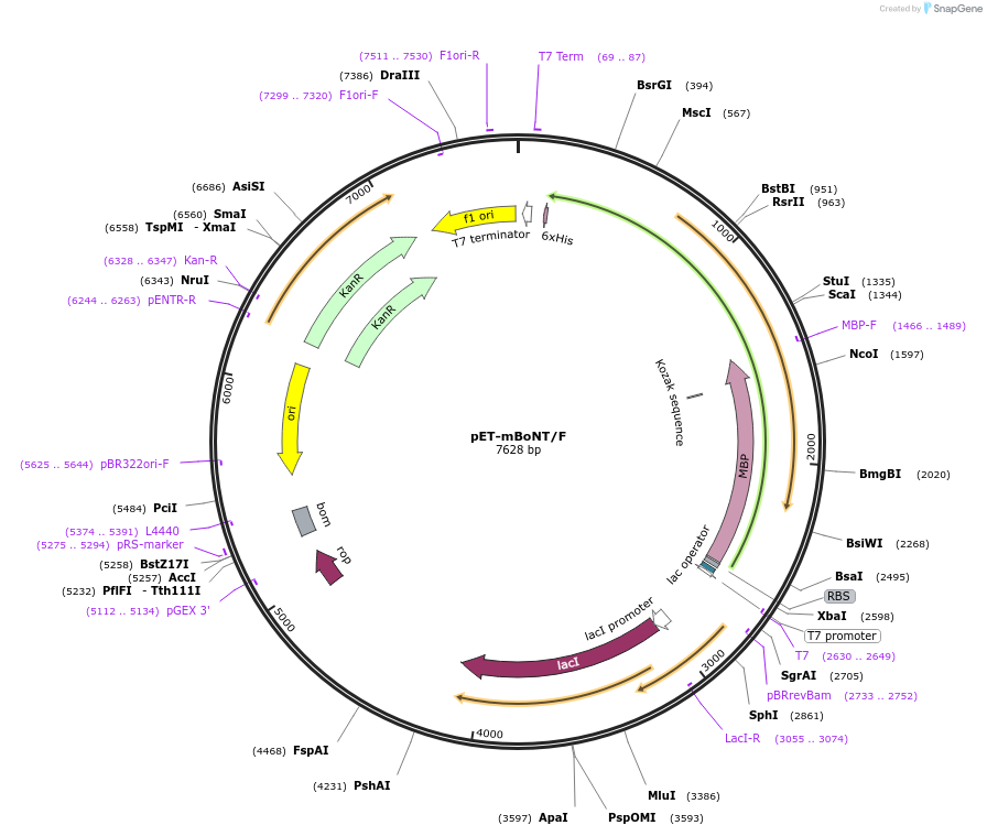 168015-plasmid-map-sequence-id-329557