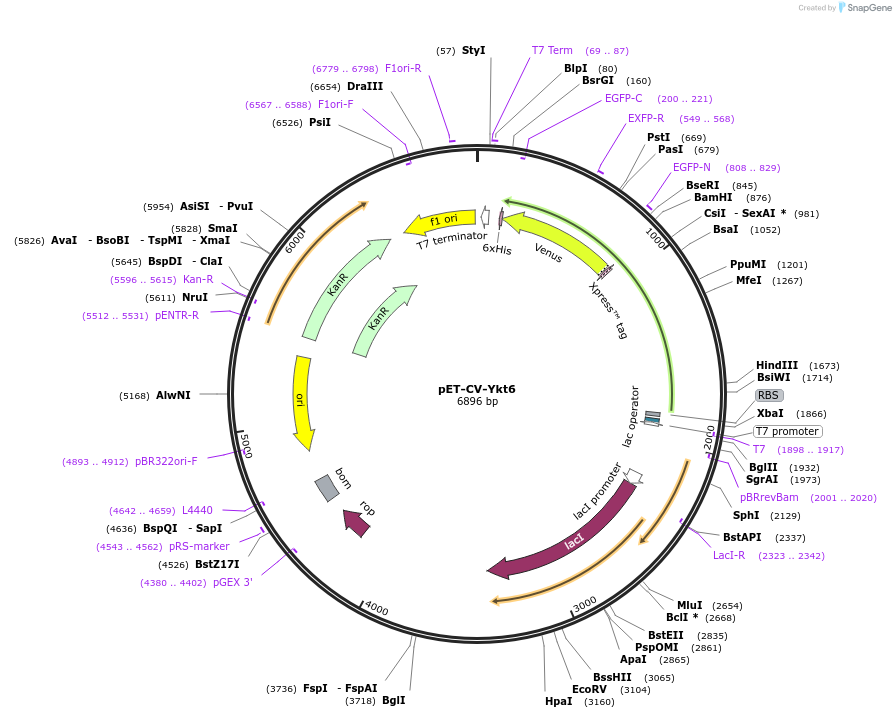 168030-plasmid-map-sequence-id-329587