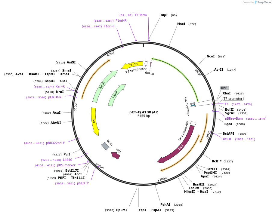168021-plasmid-map-sequence-id-329589