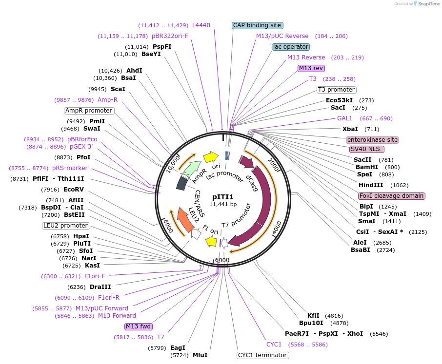 166094-plasmid-map-sequence-id-329610