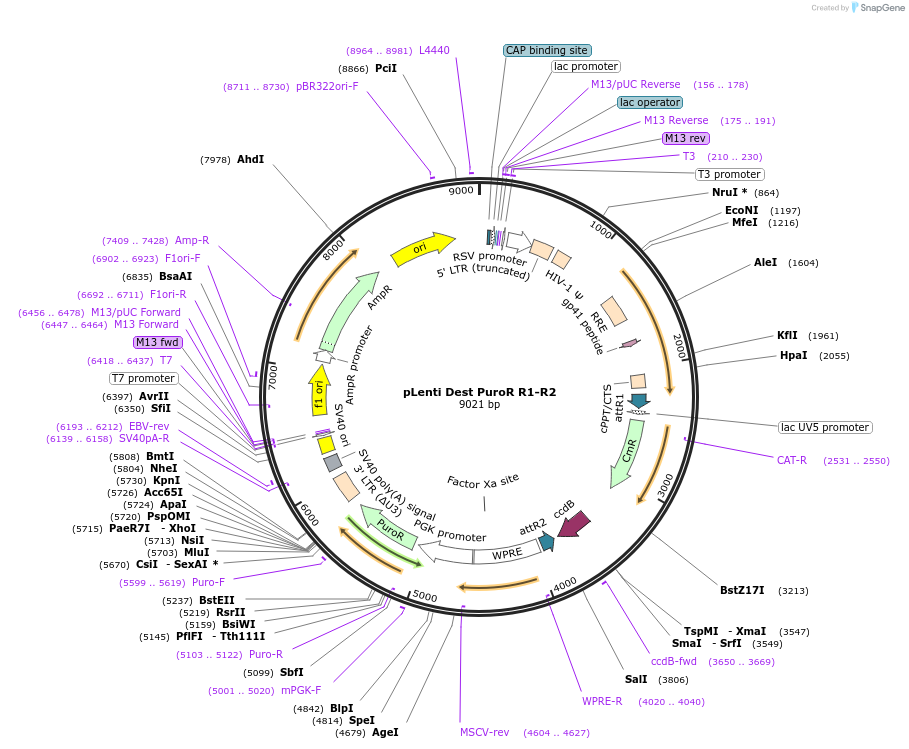 84575-plasmid-map-sequence-id-329619