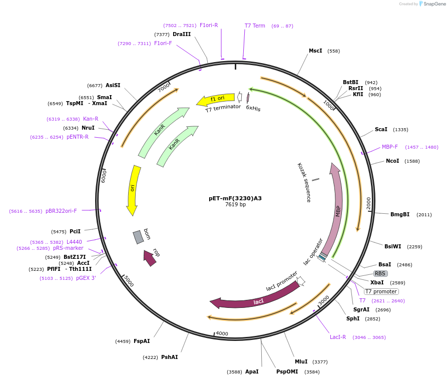 168016-plasmid-map-sequence-id-329620