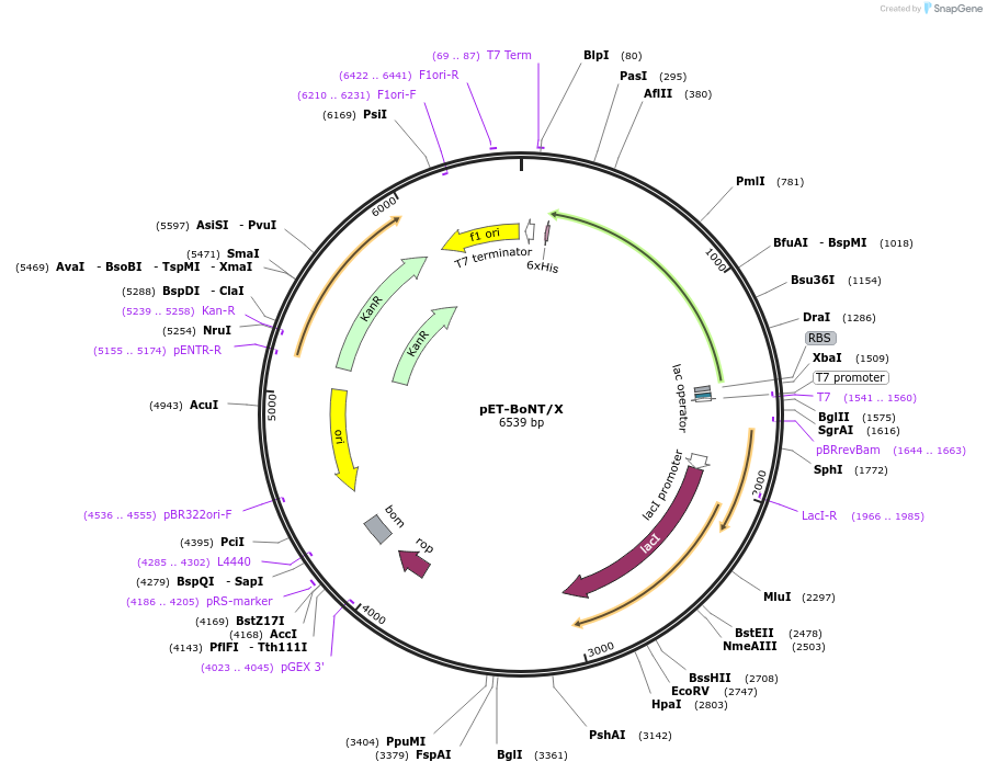 168017-plasmid-map-sequence-id-329621