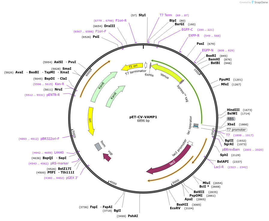 168022-plasmid-map-sequence-id-329623