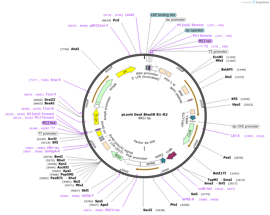 84574-plasmid-map-sequence-id-329624