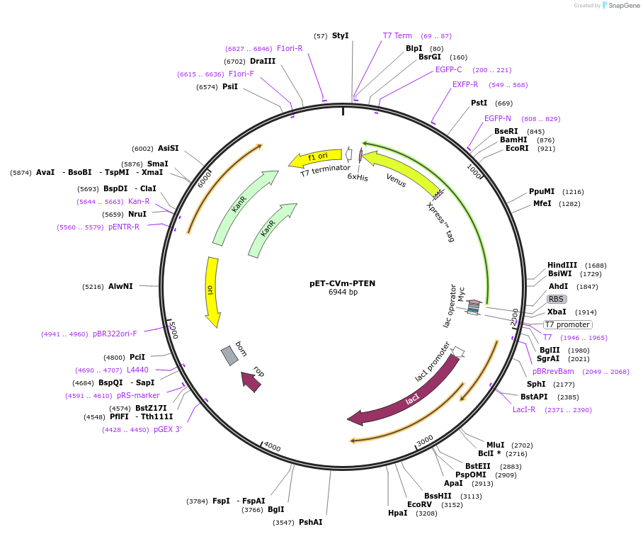 168032-plasmid-map-sequence-id-329625
