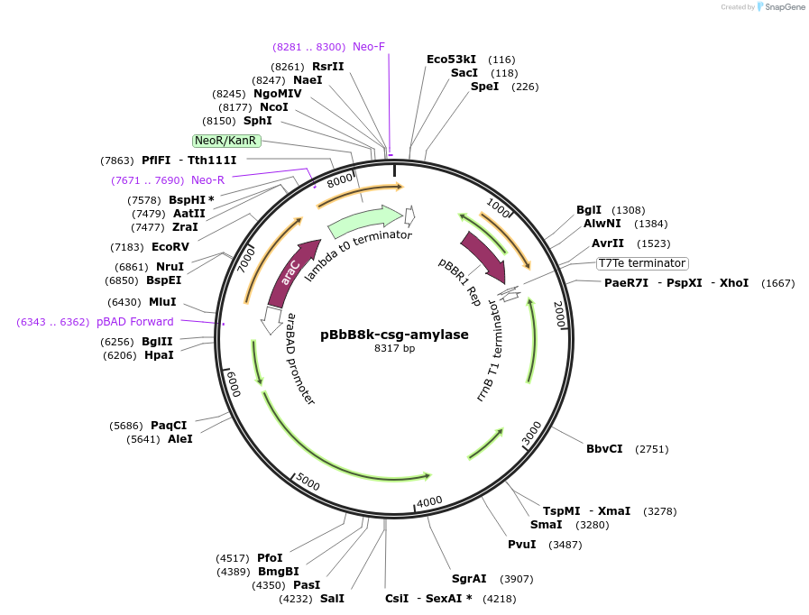 166859-plasmid-map-sequence-id-329647