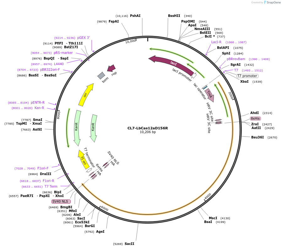 164659-plasmid-map-sequence-id-329651