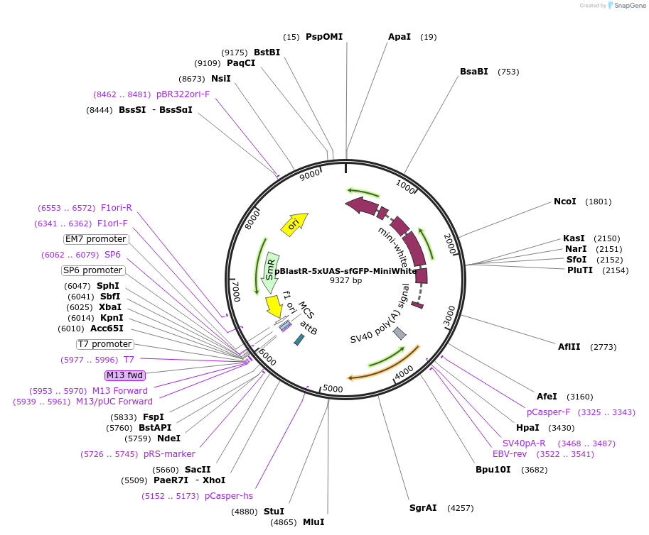 165910-plasmid-map-sequence-id-329667