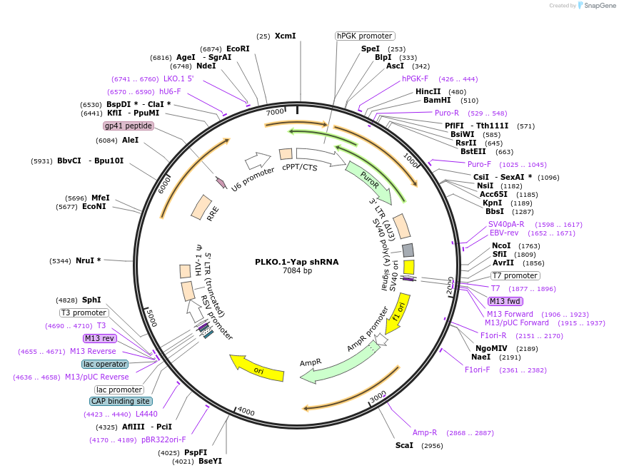 166486-plasmid-map-sequence-id-329688