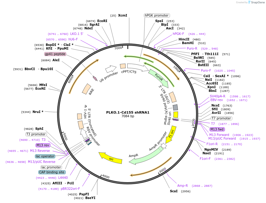 166487-plasmid-map-sequence-id-329689