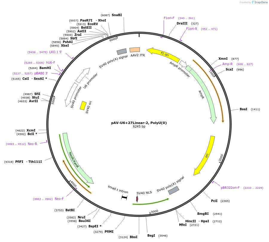 166994-plasmid-map-sequence-id-329690