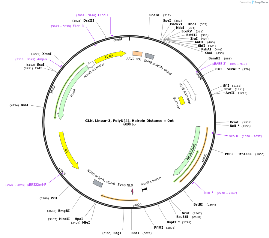 166987-plasmid-map-sequence-id-329691