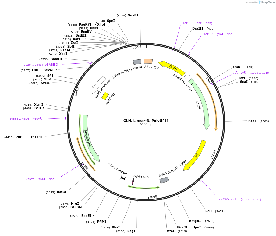 166984-plasmid-map-sequence-id-329692