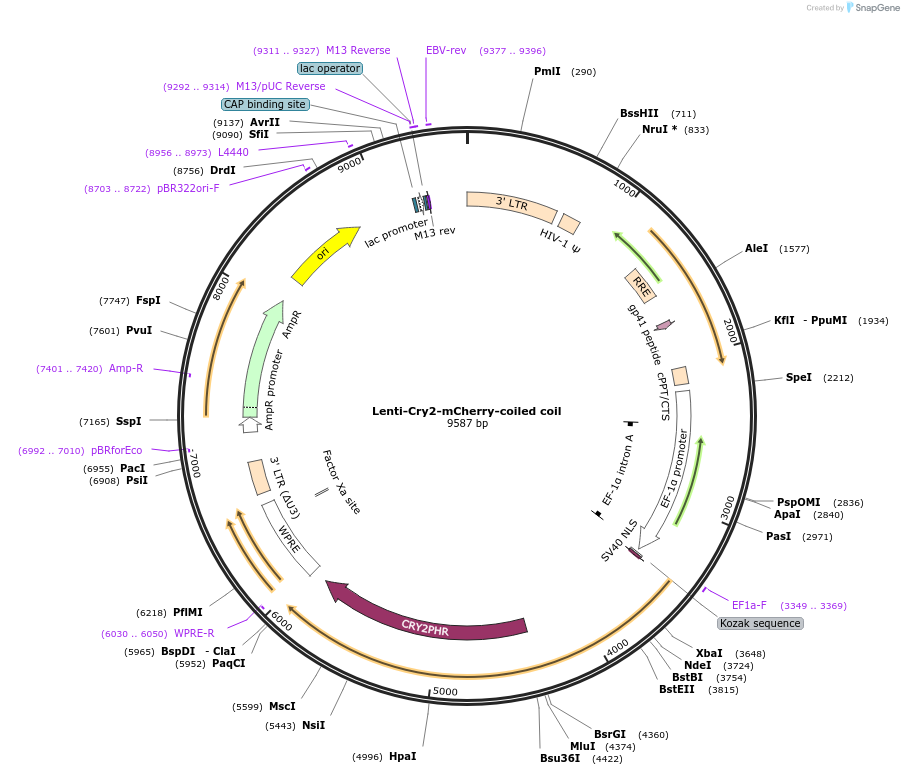166448-plasmid-map-sequence-id-329698