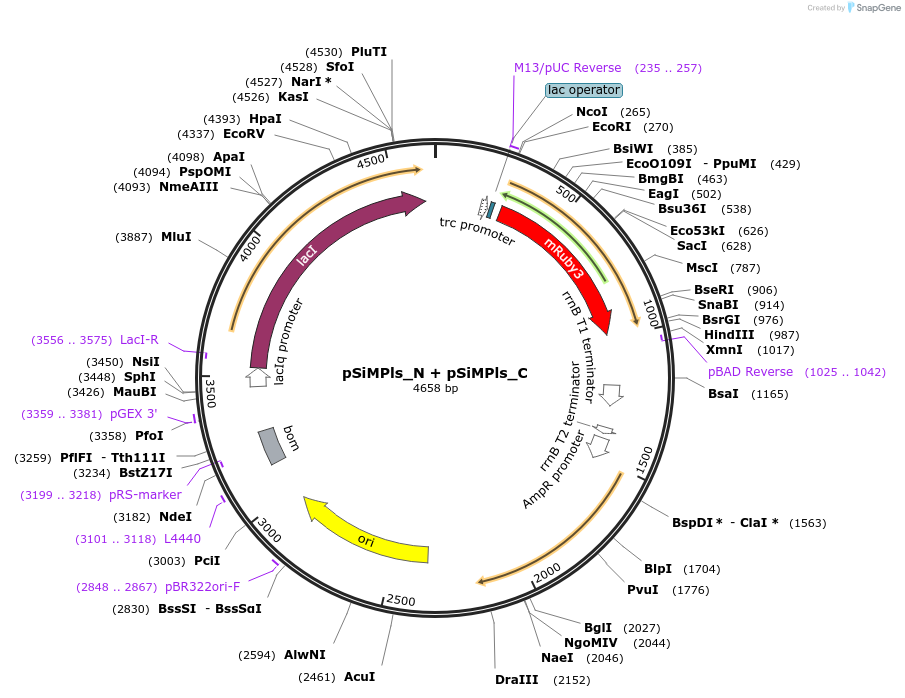 167203-plasmid-map-sequence-id-329699