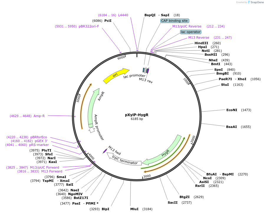 168131-plasmid-map-sequence-id-329723