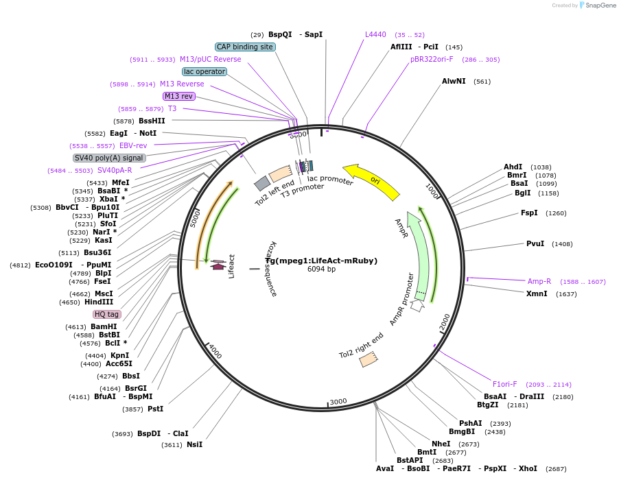 166977-plasmid-map-sequence-id-329729