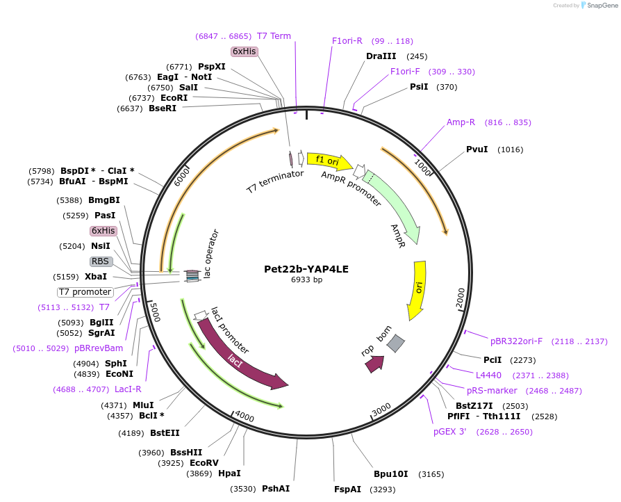 166445-plasmid-map-sequence-id-329732