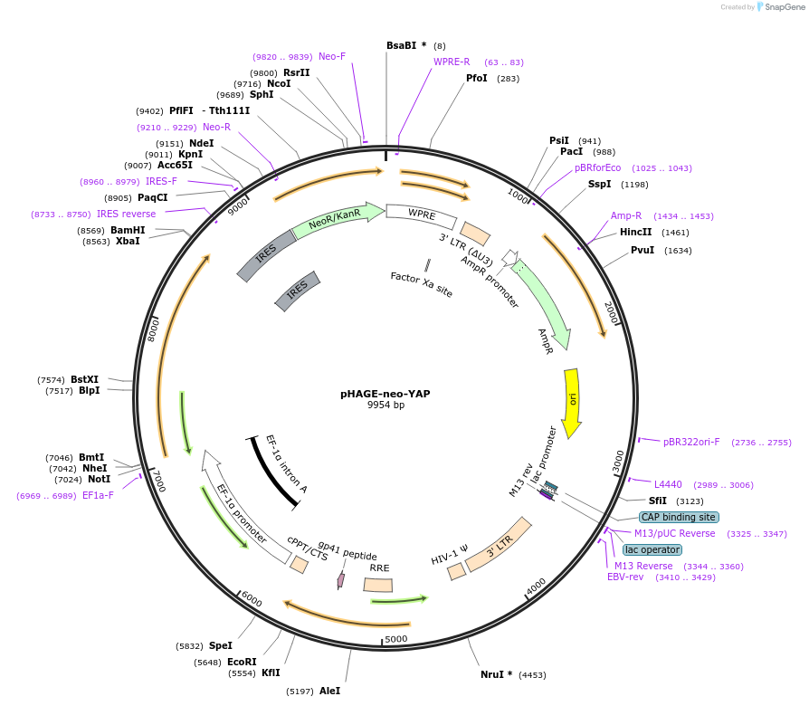 166468-plasmid-map-sequence-id-329734