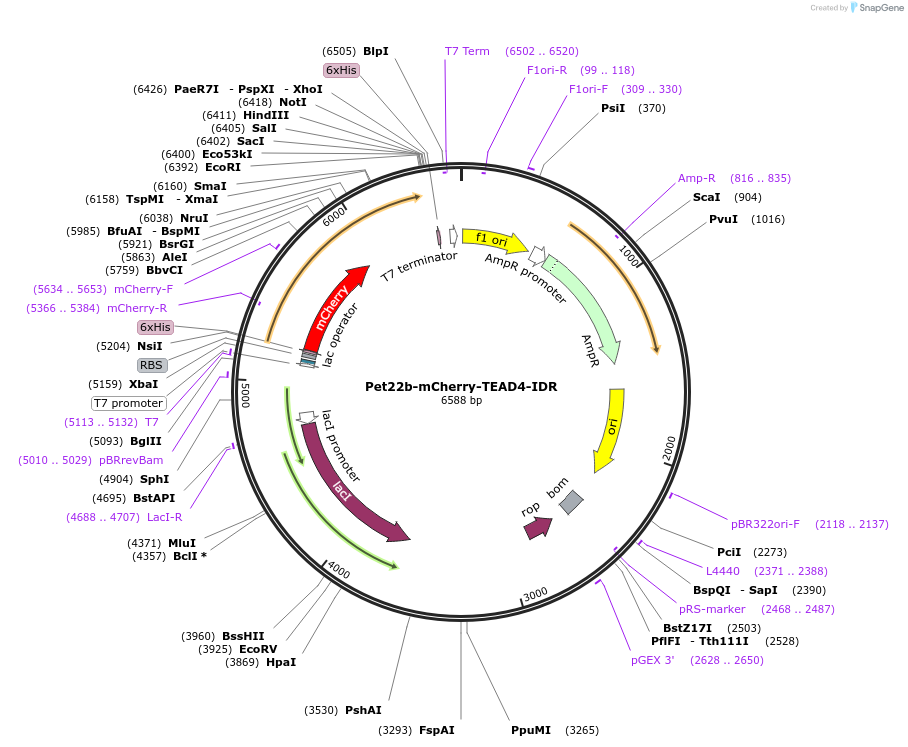 166442-plasmid-map-sequence-id-329746