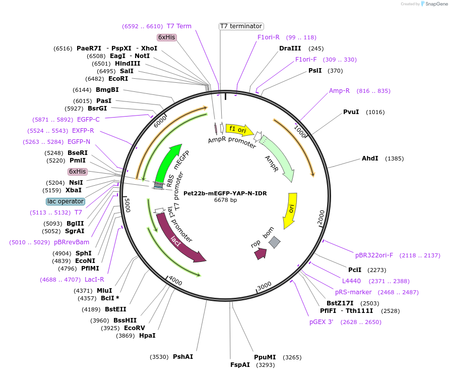 166440-plasmid-map-sequence-id-329752