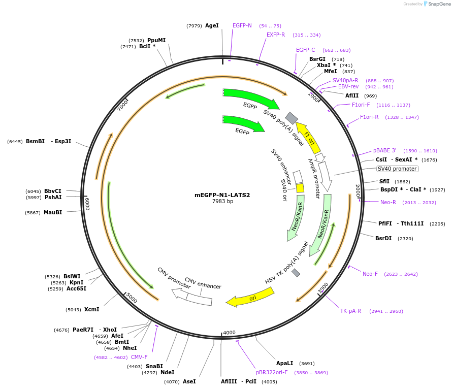 166474-plasmid-map-sequence-id-329759