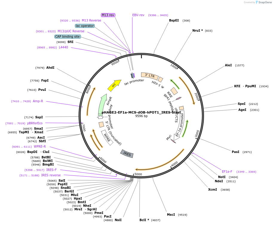 166413-plasmid-map-sequence-id-329773