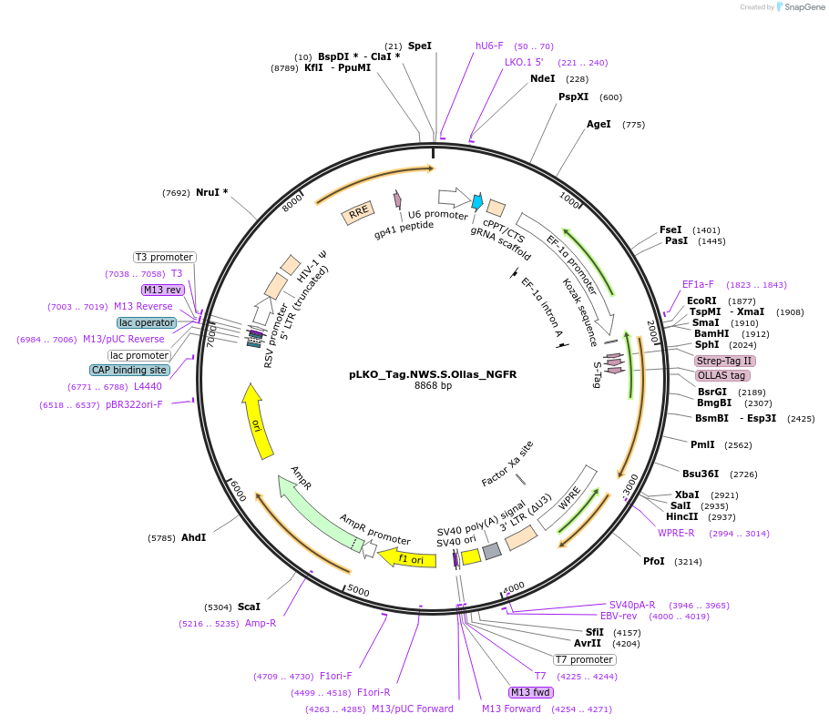158306-plasmid-map-sequence-id-329786
