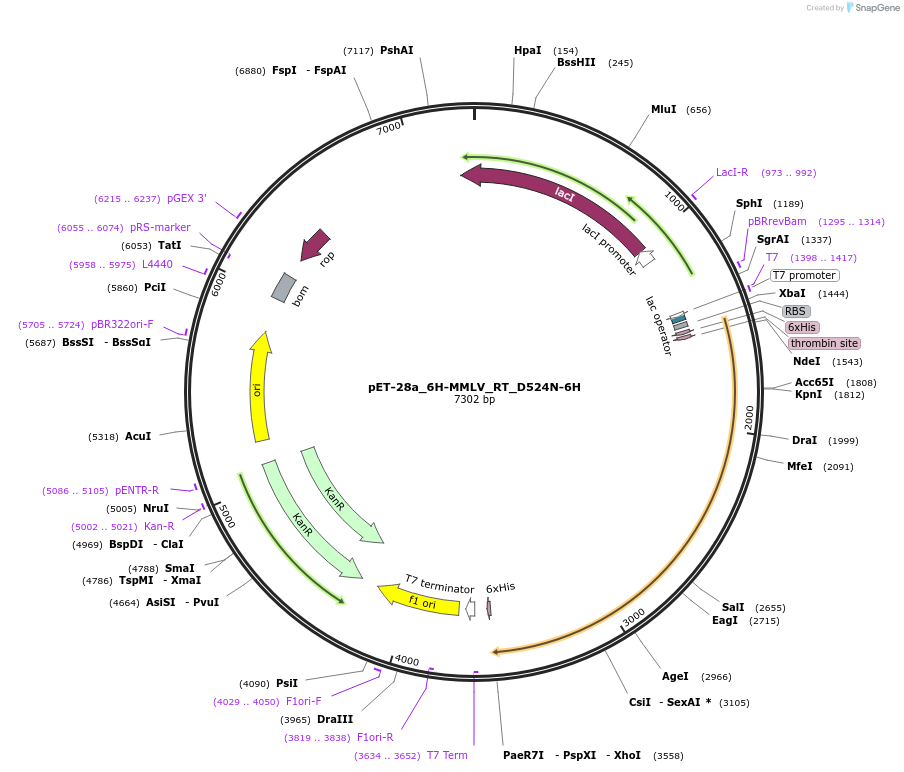 166945-plasmid-map-sequence-id-329799