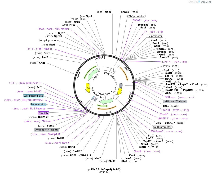 165142-plasmid-map-sequence-id-329818