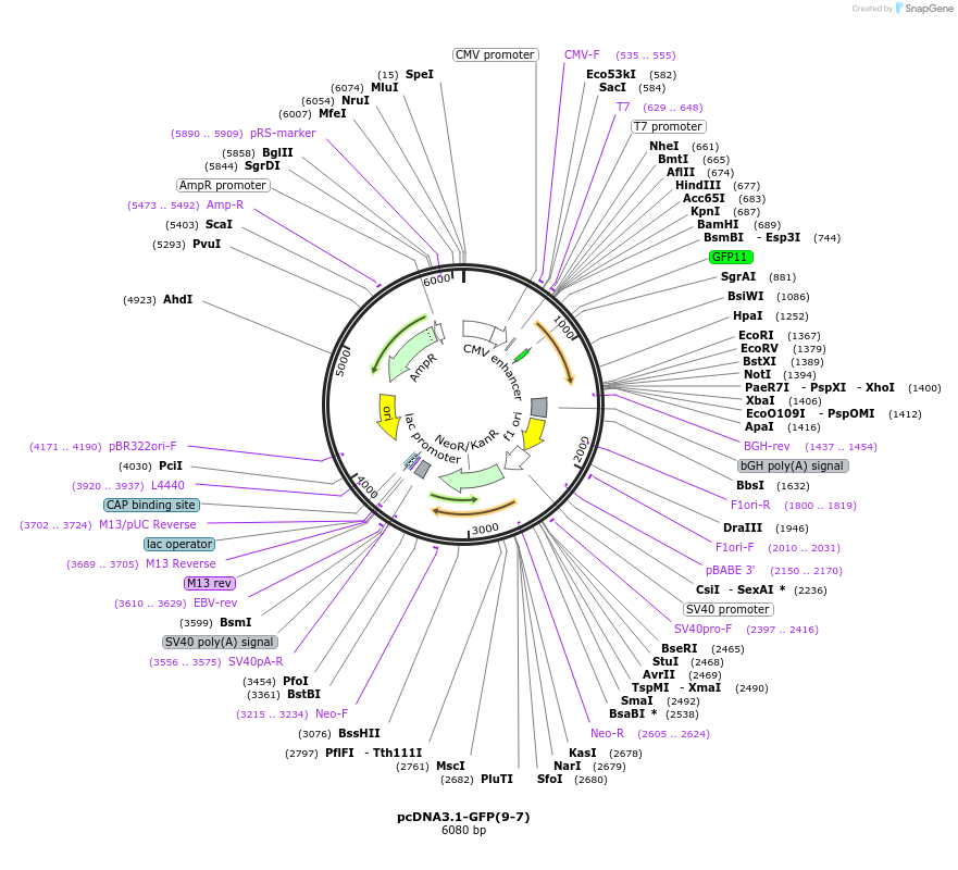 165145-plasmid-map-sequence-id-329821