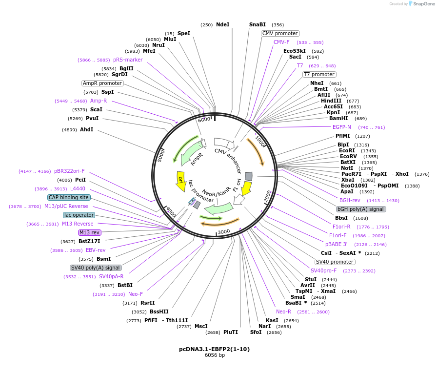 165141-plasmid-map-sequence-id-329824