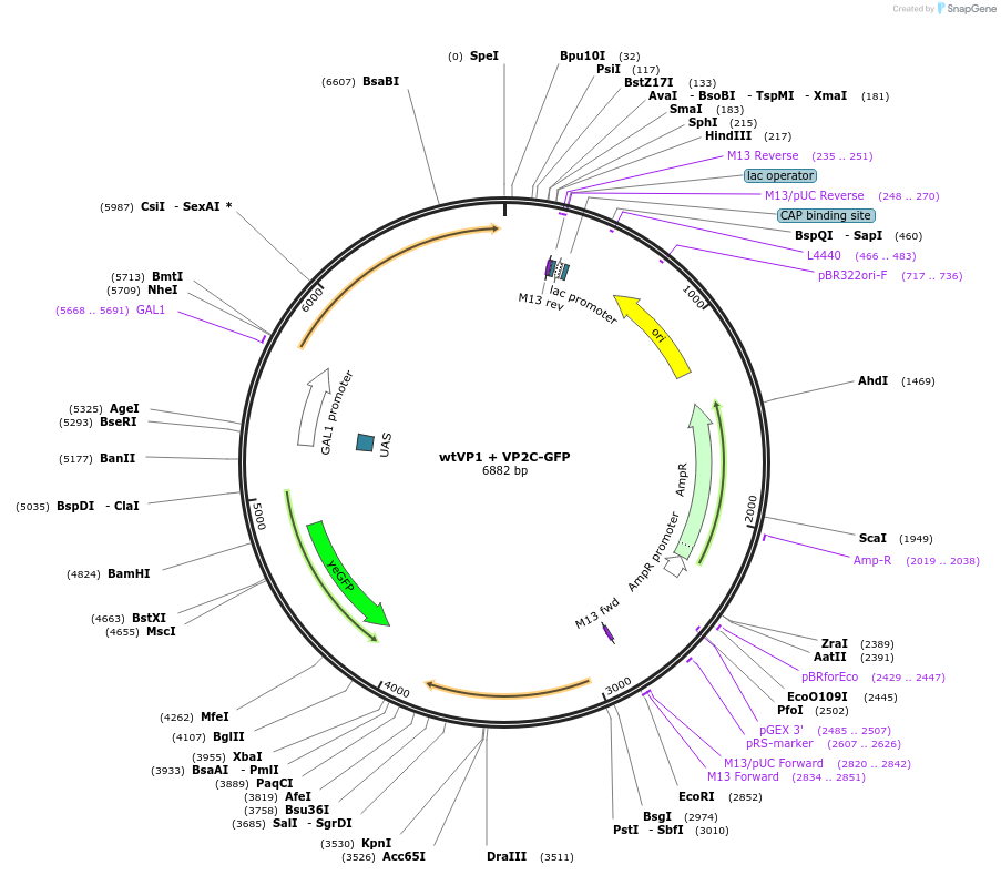 166674-plasmid-map-sequence-id-329826