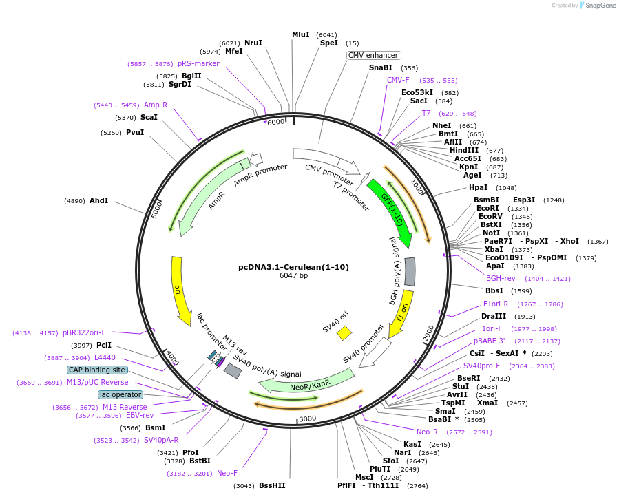 165144-plasmid-map-sequence-id-329827